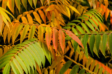 50 STAGHORN SUMAC TREE Rhus Typhina Yellow Flowers Red Berries Seeds